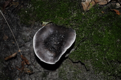 Fungi