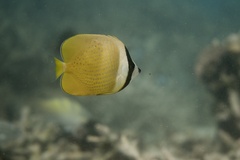 Chaetodon kleinii