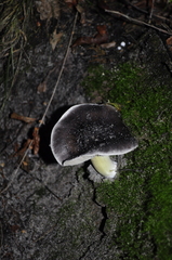 Fungi