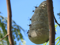 Polybia ruficeps xanthops