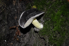 Fungi