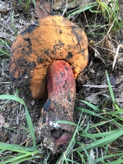 Xerocomellus mendocinensis