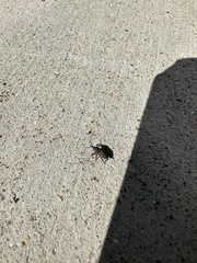 Sphenophorus parvulus