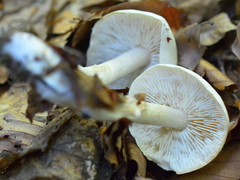 Tricholoma album