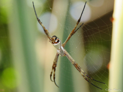 Argiope argentata