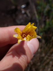 Microseris