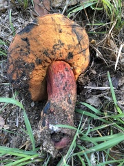 Xerocomellus mendocinensis