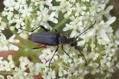 Anastrangalia dubia