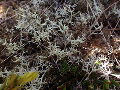 Cladonia uncialis