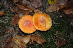 Amanita muscaria