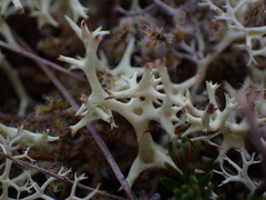 Cladonia uncialis
