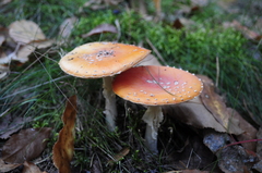 Amanita muscaria