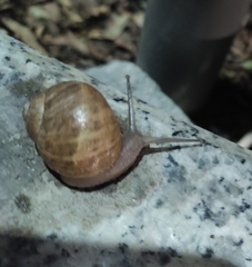 Cornu aspersum