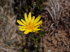 Microseris