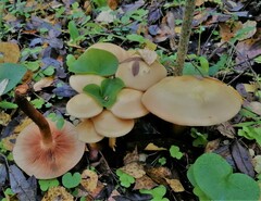 Cortinarius triumphans