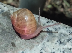 Cornu aspersum
