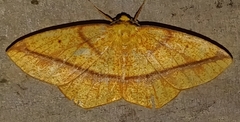 Periclina