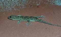 Hemidactylus mabouia