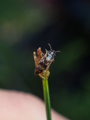 Prothalpia holmbergi