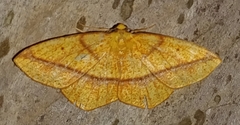 Periclina