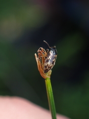 Prothalpia holmbergi