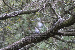 Ptiliogonys cinereus