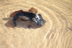 Halobatrachus didactylus