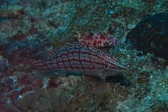 Oxycirrhites typus