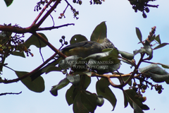 Ptiliogonys cinereus