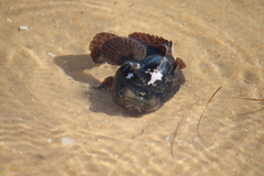 Halobatrachus didactylus