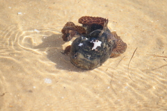 Halobatrachus didactylus