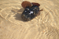 Halobatrachus didactylus