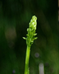 Platanthera aquilonis