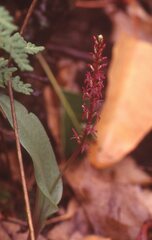Tamayorkis wendtii
