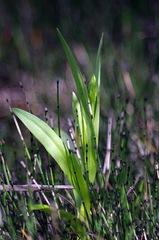 Platanthera aquilonis