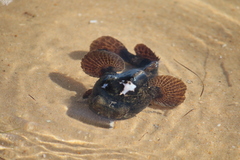 Halobatrachus didactylus