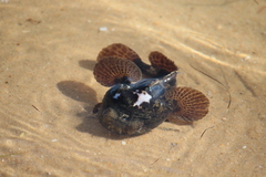 Halobatrachus didactylus