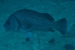 Umbrina ronchus