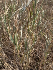 Phragmites australis