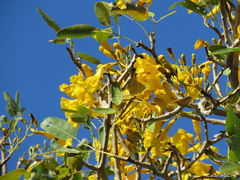 Tabebuia aurea