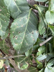 Euonymus fortunei