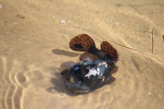 Halobatrachus didactylus