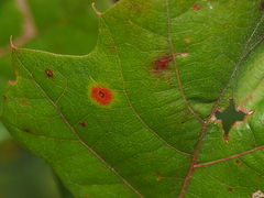 Polystepha globosa