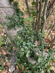 Euonymus fortunei