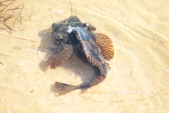 Halobatrachus didactylus