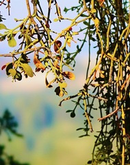 Phoradendron villosum