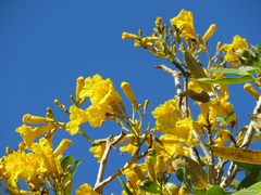 Tabebuia aurea