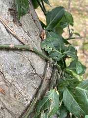 Euonymus fortunei