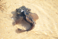 Halobatrachus didactylus