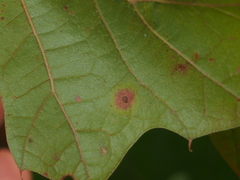 Polystepha globosa